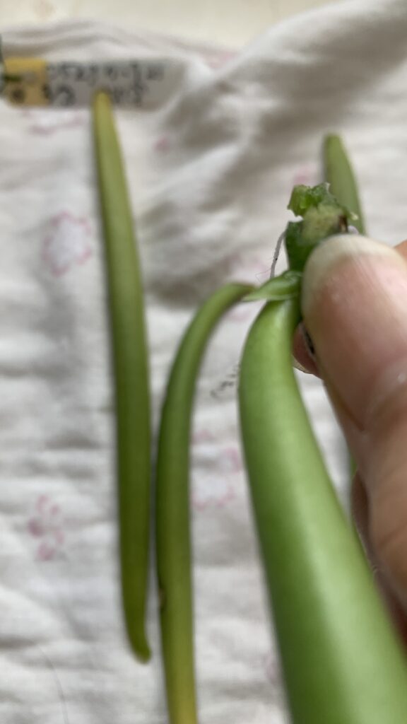 Natural vanillas from Okinawa