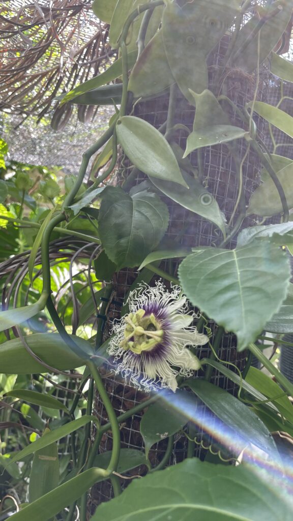 パッションフルーツの花