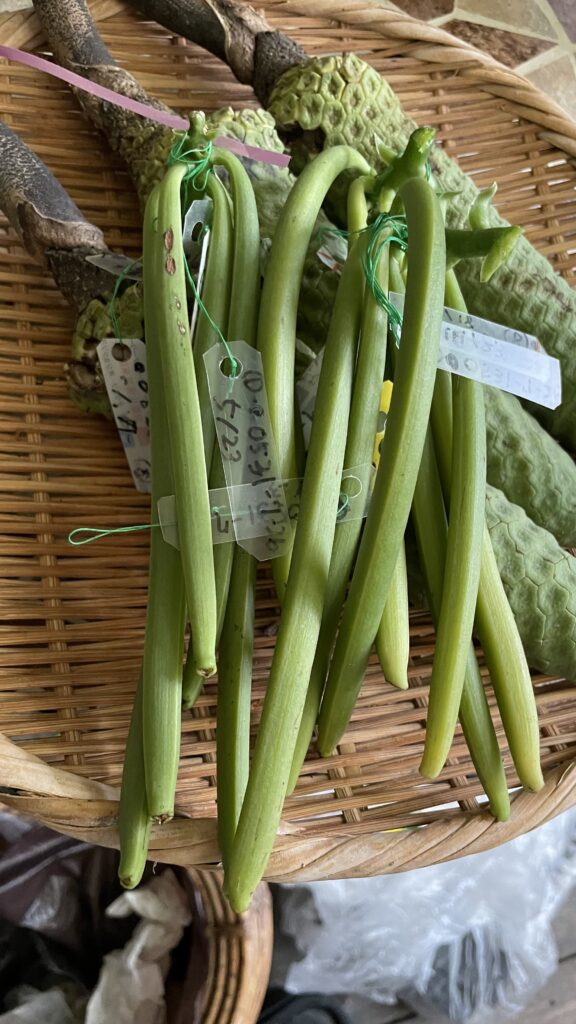 Natural vanillas from Okinawa